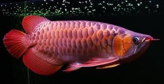 50厘米的紅龍魚市場價(jià)格：50厘米的紅龍魚市場價(jià)格受品種、品相、基因等因素而異