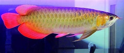 50厘米的紅龍魚市場價(jià)格：50厘米的紅龍魚市場價(jià)格受品種、品相、基因等因素而異 龍魚百科 第4張