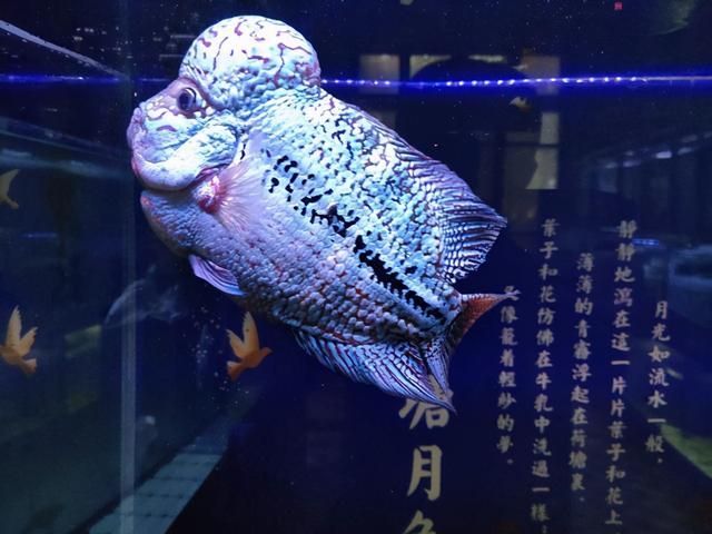 龍魚蒙眼照片：龍魚蒙眼怎么辦 龍魚百科 第1張