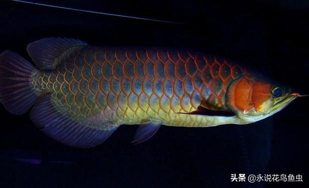 紅龍魚藍(lán)底藍(lán)背景可以不配色嗎：紅龍魚在藍(lán)底藍(lán)背景下是否需要配色？ 紅龍魚百科 第3張