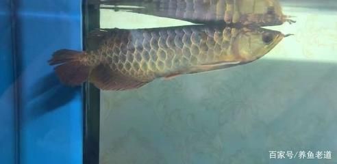 金龍魚爬背需要幾年能滿缸：金龍魚完成爬背需3年 水族問答 第2張