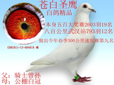 武漢紅龍魚(yú)拍賣公告網(wǎng)：武漢紅龍魚(yú)拍賣公告網(wǎng)是一個(gè)專門針對(duì)紅龍魚(yú)拍賣平臺(tái) 紅龍魚(yú)百科 第5張