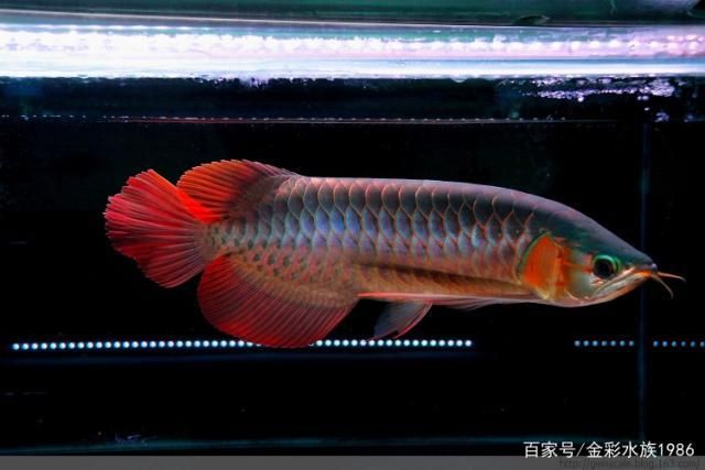 紅龍魚后三鰭不展開：紅龍魚后三鰭不展開可能是由于多種因素造成的 紅龍魚百科 第1張