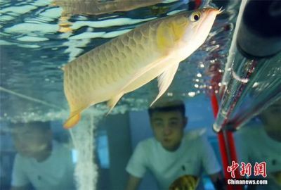 龍魚做完手術(shù)后可以吃東西嗎圖片視頻：龍魚手術(shù)后多久可以進食龍魚術(shù)后恢復期護理方法 龍魚百科 第1張