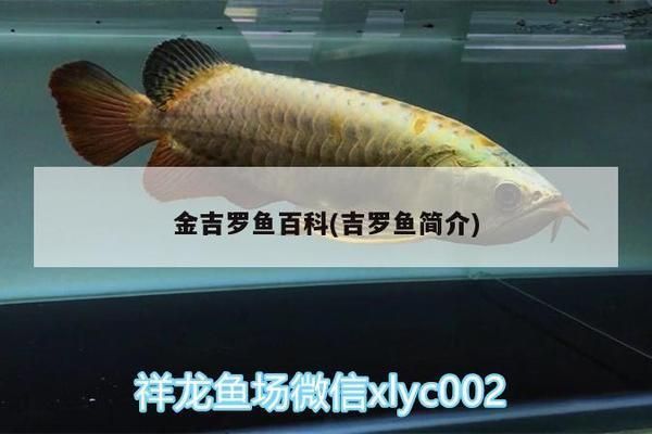 金龍魚怕黑嗎：金龍魚在黑暗環(huán)境中會(huì)表現(xiàn)出哪些行為特征，金龍魚真的怕黑嗎 水族問(wèn)答