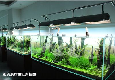 魚缸頂級品牌：彩鰈魚缸部分高端排行榜入選部分高端排行榜 魚缸百科 第2張