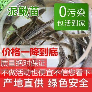 龍魚翹嘴怎么辦才能活起來：如何應對龍魚翹嘴