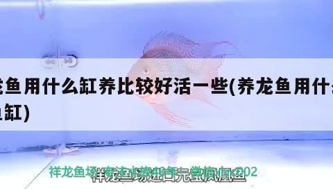 龍魚(yú)用什么缸養(yǎng)比較好看：關(guān)于龍魚(yú)魚(yú)缸的選擇