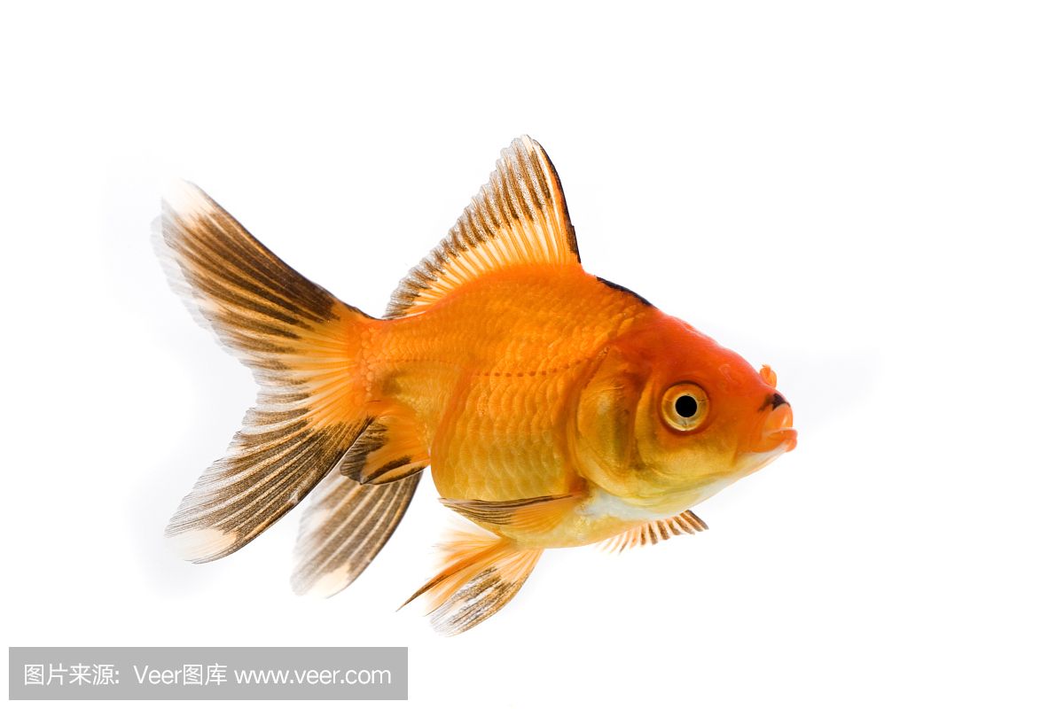 魚缸好多白色皮狀物是什么：魚缸內(nèi)出現(xiàn)白色皮狀物可能由多種因素引起，魚缸裝飾品清潔周期建議 魚缸百科 第5張