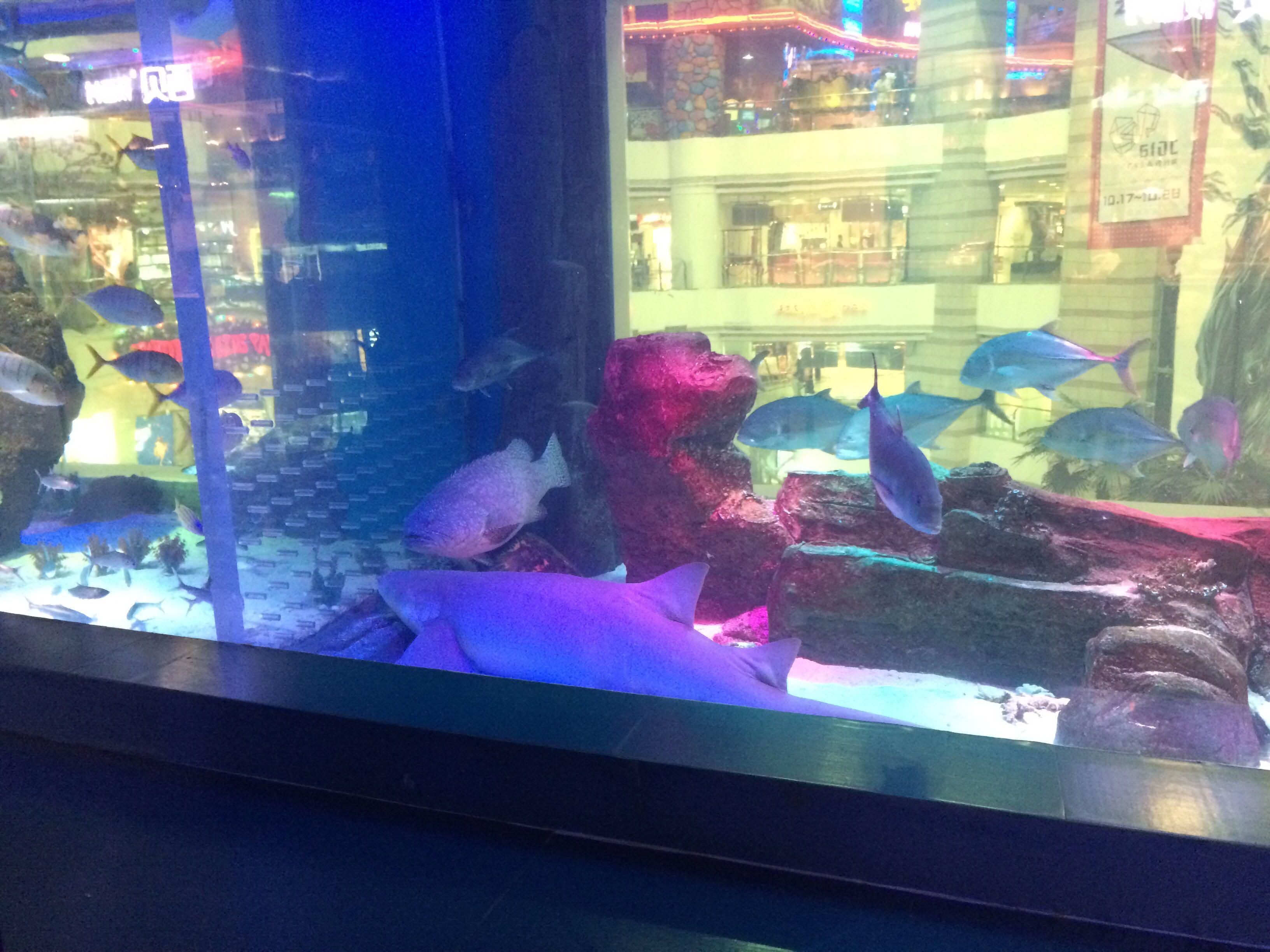 金龍魚配對什么樣子? 水族問答 第2張