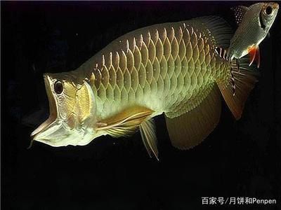 龍魚藥什么牌子的好一點(diǎn)：sera龍魚藥使用心得分享 龍魚百科 第1張