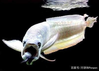 龍魚藥什么牌子的好一點(diǎn)：sera龍魚藥使用心得分享 龍魚百科 第4張