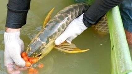 金龍魚配什么燈光色：關(guān)于金龍魚的問題 水族問答 第1張