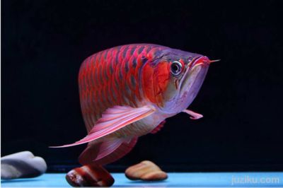 紅龍魚品牌推薦知乎文章怎么寫的：紅龍魚品牌市場評價對比紅龍魚品牌歷史與發(fā)展 紅龍魚百科 第1張