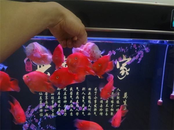 龍魚戰(zhàn)船地圖混養(yǎng)：龍魚、戰(zhàn)船魚和地圖魚混養(yǎng)可行嗎