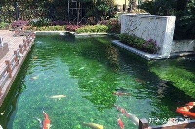 金龍魚朋友圈：生活里的小確幸，你愿意加入我嗎？ 水族問答 第1張