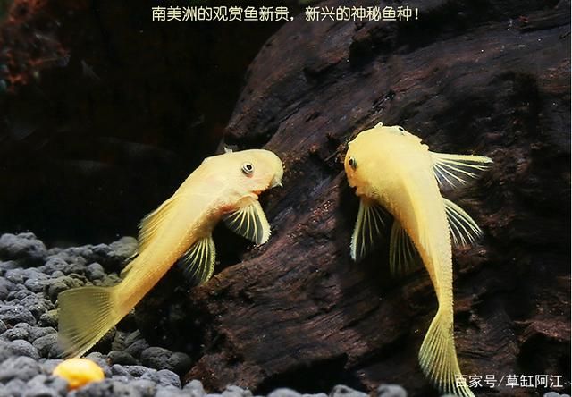 魚缸除藻最佳的魚類：魚缸除藻魚類的日常管理 魚缸百科 第1張