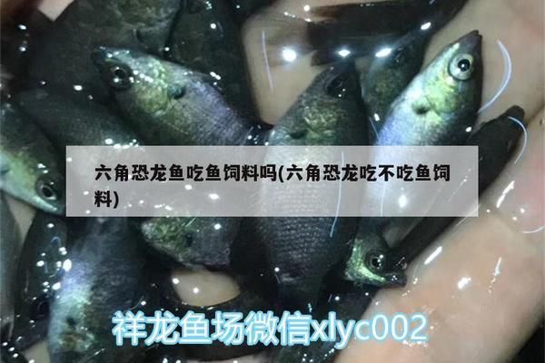 六角恐龍魚的飼料其他動(dòng)物可以吃嗎有毒嗎：六角恐龍魚飼料對(duì)其他動(dòng)物是否有毒 龍魚百科 第2張