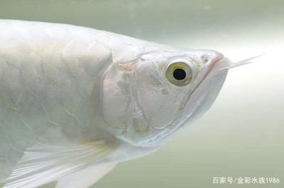 龍魚介紹：龍魚是一種大型淡水觀賞魚，以其獨特的外形和豐富的顏色而著稱