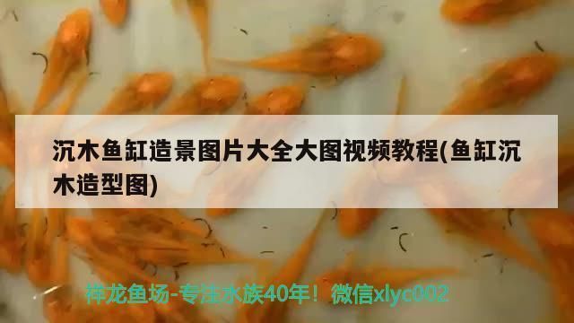 異型魚魚缸沉木造景視頻：異型魚魚缸沉木造景的基本步驟和注意事項 魚缸百科 第2張