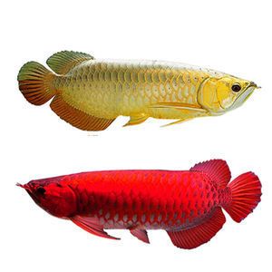 紅龍魚都是過背嗎：關(guān)于紅龍魚過背的一些詳細(xì)信息