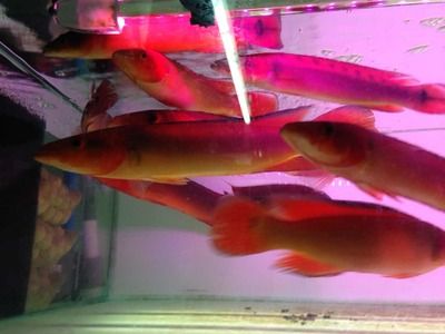 胭脂孔雀龍魚繁殖期營養(yǎng)需求：胭脂孔雀龍魚繁殖期飼料品牌推薦 龍魚百科 第2張