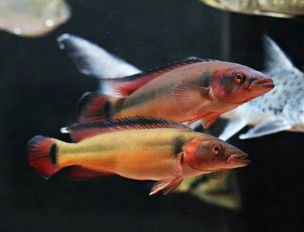 胭脂孔雀龍魚繁殖期營養(yǎng)需求：胭脂孔雀龍魚繁殖期飼料品牌推薦 龍魚百科 第3張