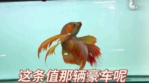 紅龍魚(yú)一直喂蝦行嗎 紅龍魚(yú)百科 第5張