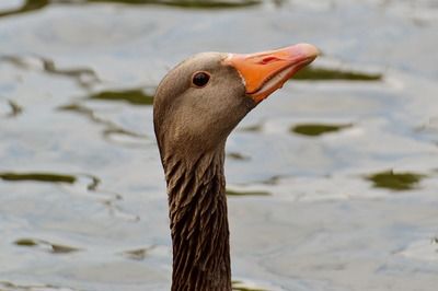 龍魚(yú)用什么魚(yú)缸養(yǎng)最好：如何選擇一個(gè)適合養(yǎng)龍魚(yú)的魚(yú)缸