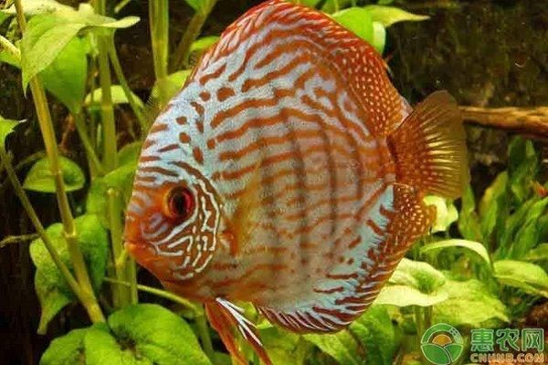 金龍魚品牌價值排行榜最新：金龍魚品牌價值排行榜 水族問答 第1張