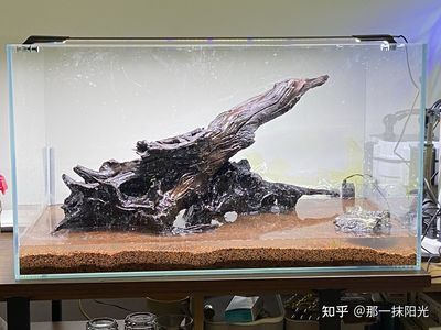 魚缸什么樣的好造景什么樣的好：如何選擇和實施魚缸造景 魚缸百科 第3張