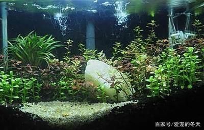 魚缸什么樣的好造景什么樣的好：如何選擇和實施魚缸造景 魚缸百科 第2張