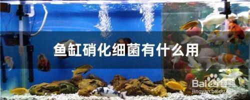 魚缸內(nèi)硝化細(xì)菌分布特點(diǎn)：如何檢測(cè)魚缸中硝化細(xì)菌數(shù)量，魚缸硝化細(xì)菌繁殖的最佳溫度 魚缸百科 第3張