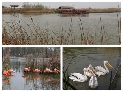 魚缸gh高怎么辦：生物調(diào)控降低gh的具體操作 魚缸百科 第3張