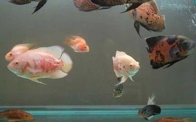 金龍魚品相從好到壞的區(qū)別在哪：好品相與壞品相之間的區(qū)別 水族問答