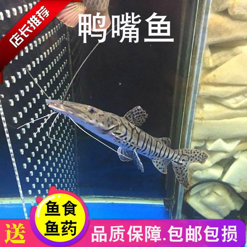 金龍魚品相從好到壞怎么看出來的：-觀察金龍魚品相好壞的步驟和要點(diǎn) 水族問答 第2張