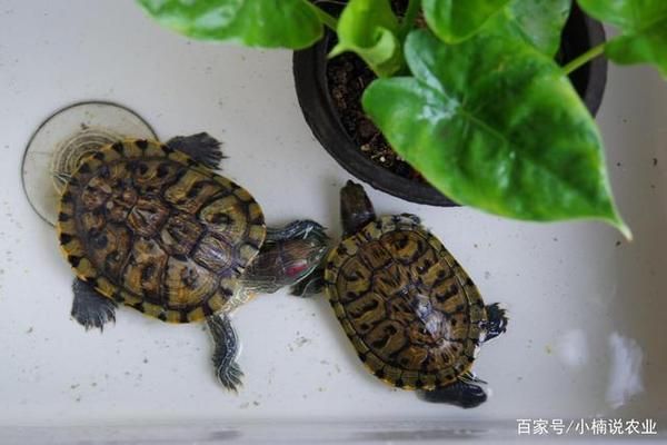 雷龍魚繁殖后親魚護(hù)理方法：雷龍魚繁殖后親魚的護(hù)理方法 龍魚百科 第2張