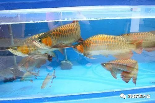 龍魚缸怎么降溫：夏季養(yǎng)龍魚的注意事項 龍魚百科 第3張