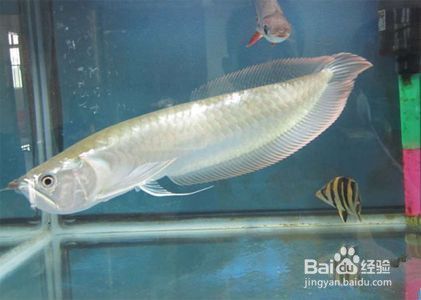 金龍魚品種：-金龍魚的健康飼養(yǎng)方法 水族問(wèn)答 第1張