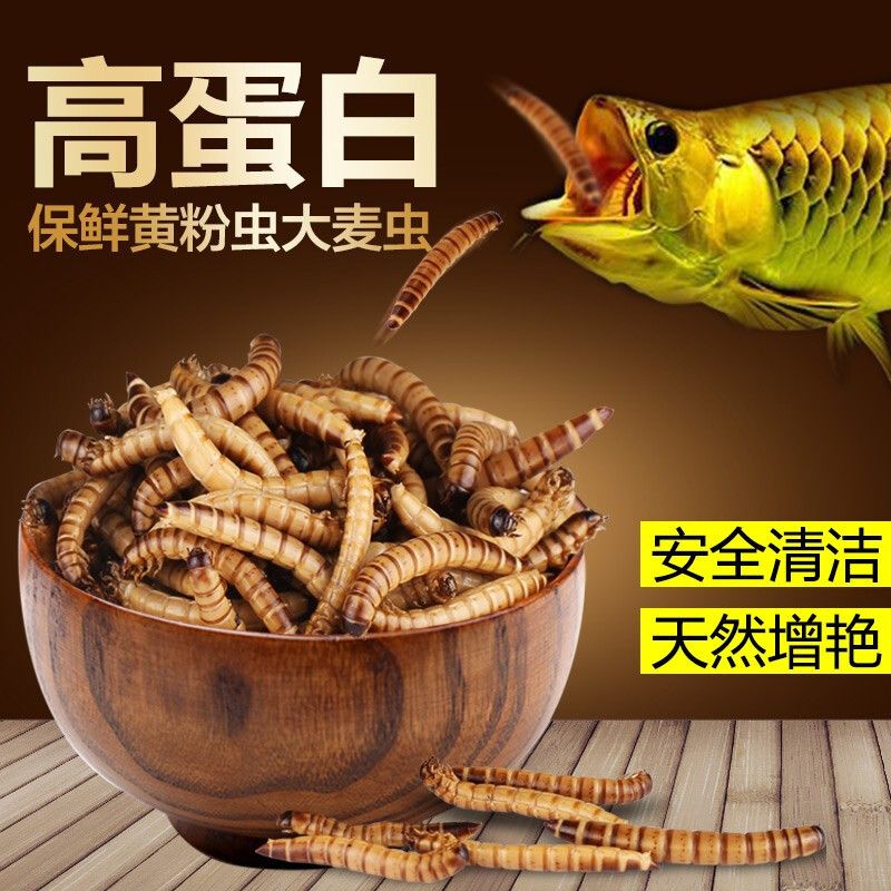 龍魚魚糧什么牌子好吃又實(shí)惠：龍魚魚糧性價比排行