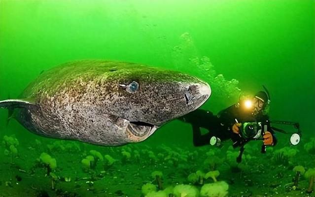 魚缸欖仁葉濃縮液的壞處：欖仁葉濃縮液在魚缸中的使用