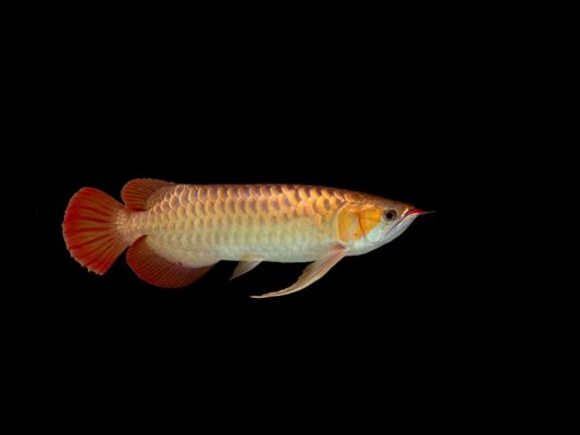 辣椒紅龍魚幼苗圖解紫嫣：辣椒紅龍魚與紫嫣紅龍魚混養(yǎng)指南 紅龍魚百科 第3張