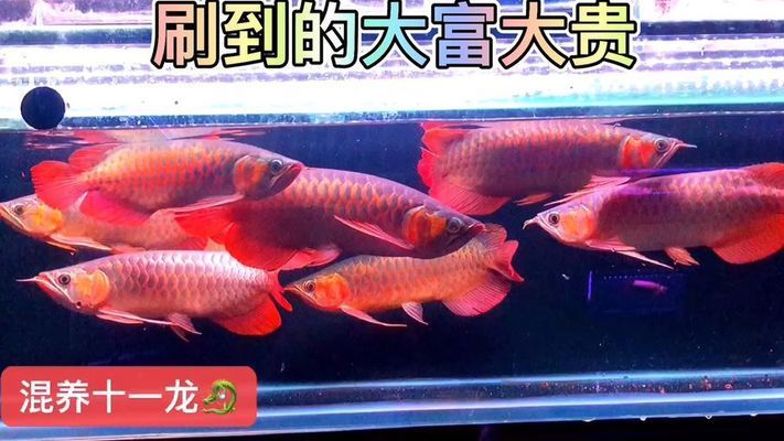 辣椒紅龍魚幼苗圖解紫嫣：辣椒紅龍魚與紫嫣紅龍魚混養(yǎng)指南 紅龍魚百科 第4張