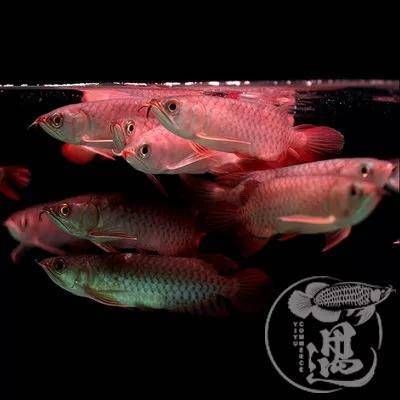 號半紅龍魚發(fā)色過程：號半紅龍魚發(fā)色影響因素分析紅龍魚發(fā)色影響因素分析