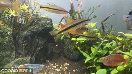 紅龍魚可以長多大的魚缸：紅龍魚的魚缸尺寸 紅龍魚百科 第4張