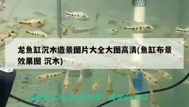 龍魚缸擺放位置圖：龍魚缸在家居裝飾中的應用及其擺放位置的重要性 龍魚百科 第4張