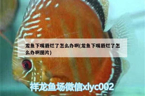 養(yǎng)紅龍魚要多大的魚缸好看：養(yǎng)紅龍魚的魚缸尺寸 紅龍魚百科 第3張