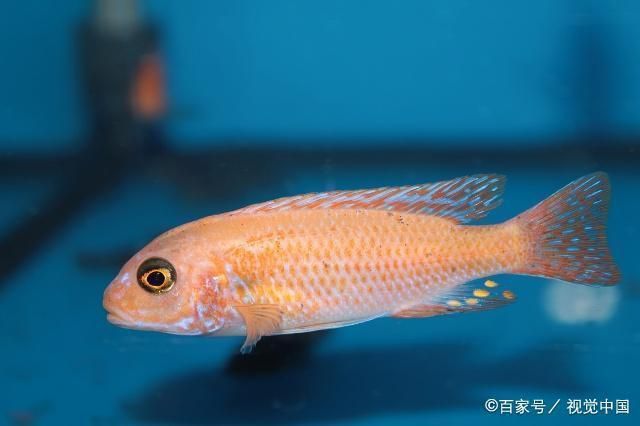 魚(yú)缸過(guò)濾系統(tǒng)維護(hù)要點(diǎn)：維護(hù)魚(yú)缸過(guò)濾系統(tǒng)的要點(diǎn) 魚(yú)缸百科 第6張