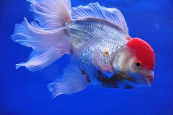 金龍魚評(píng)價(jià)：金龍魚品牌深度解析 水族問答