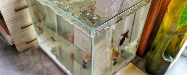 金龍魚瓶蓋模具：金龍魚瓶蓋模具的制作方法和工藝 水族問答